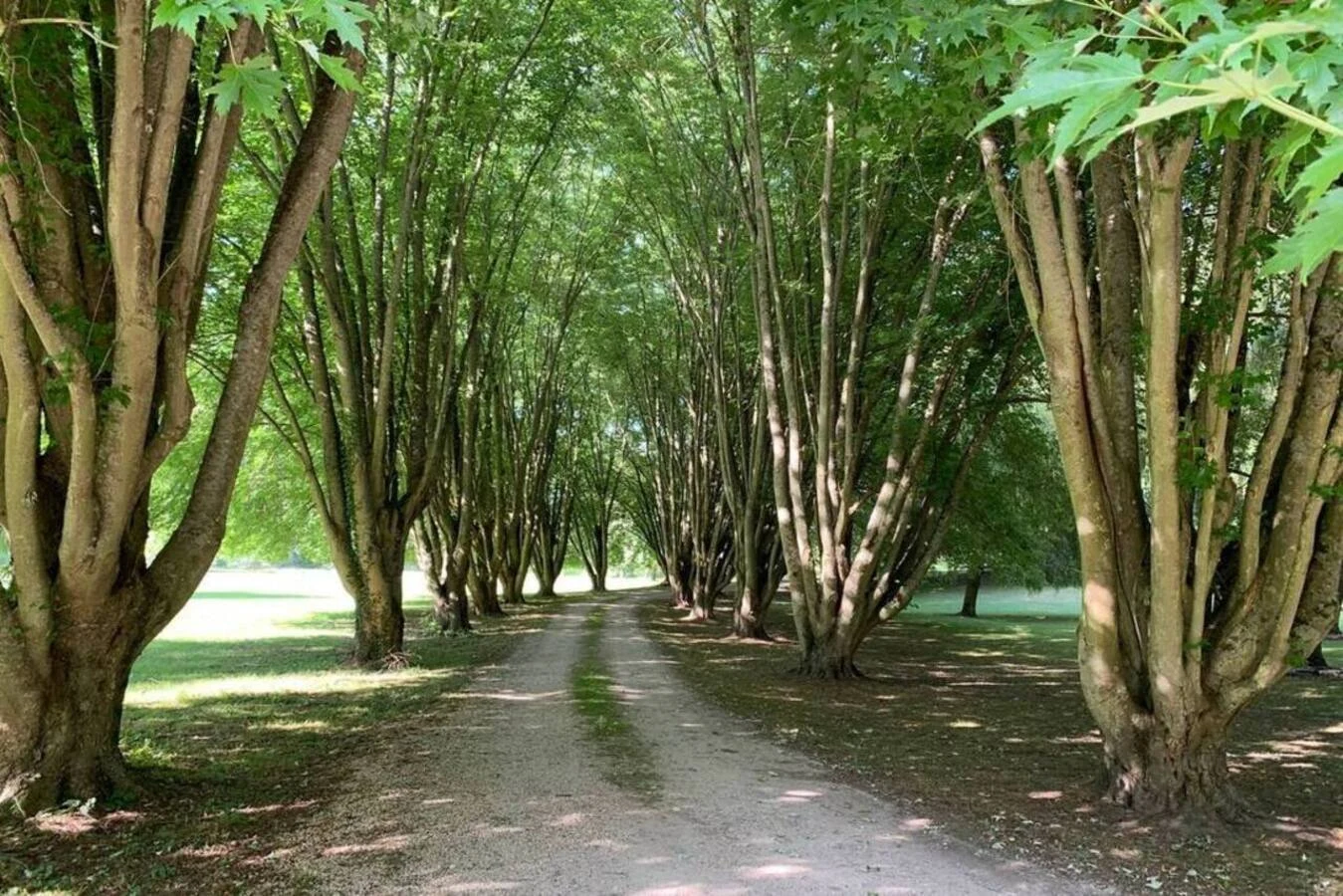 L'allée bordée d'arbres du parc