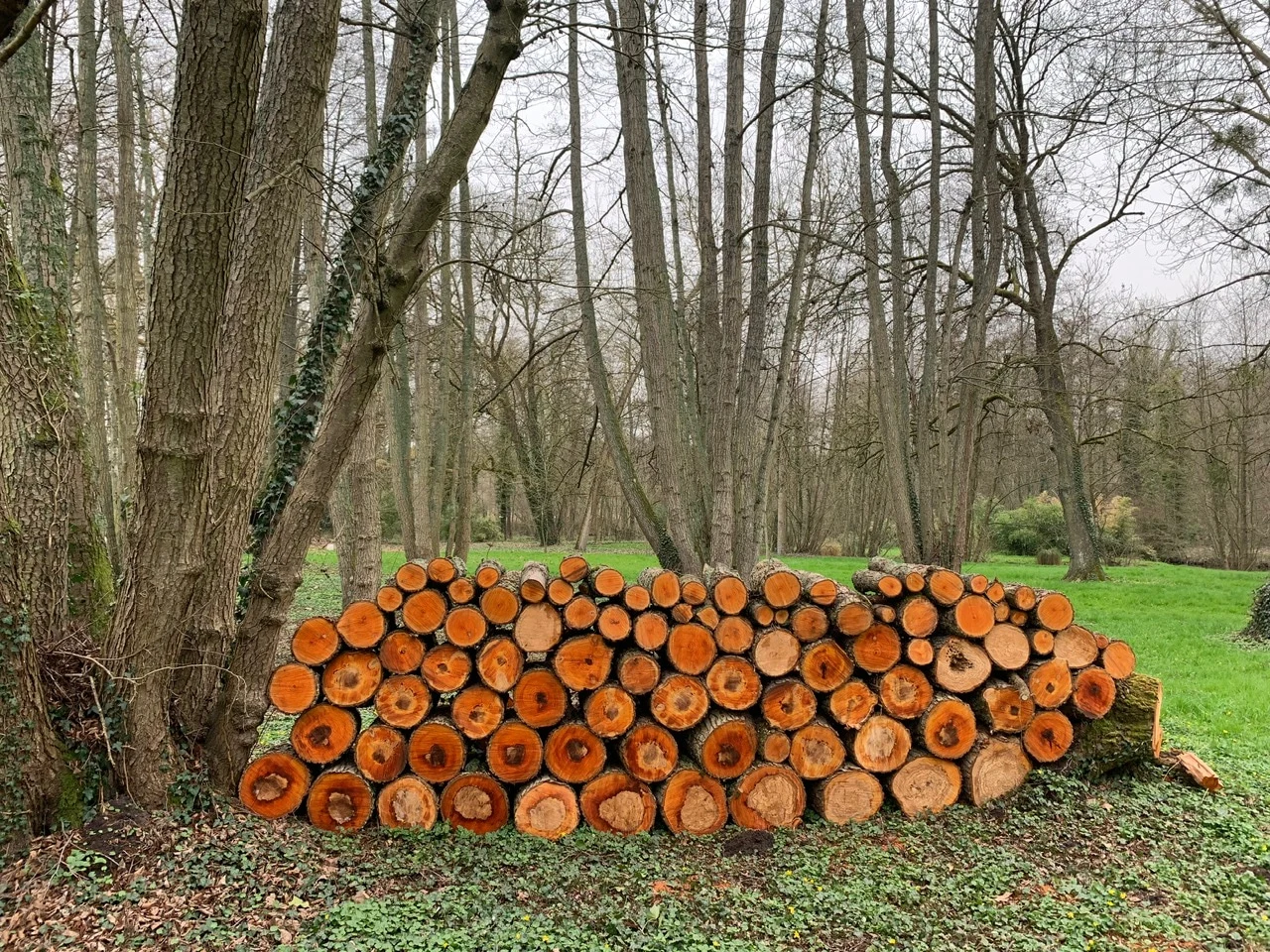 Le sous-bois en lisière du parc